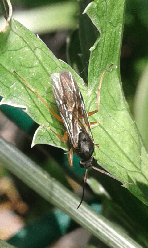 Formicidae da ID